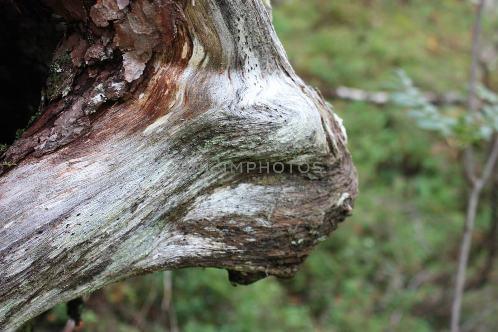 Head growing out from an old tree. May be a person caught by a curse?