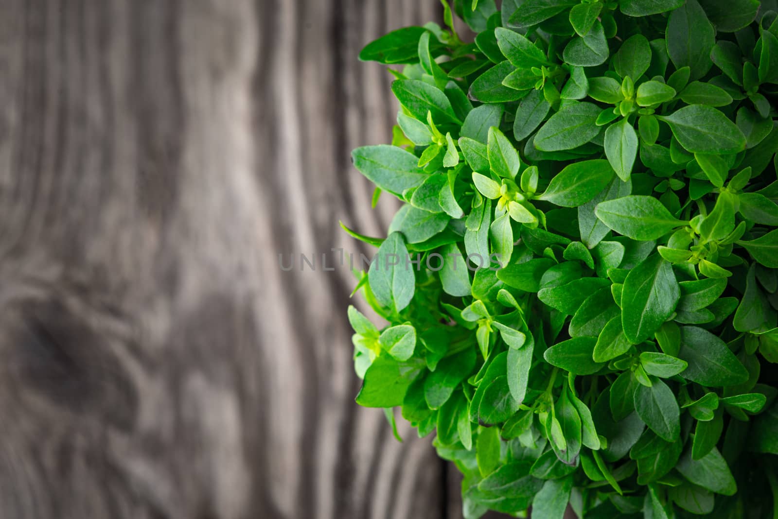 Basil leaves on a wooden background blurred right horizontal