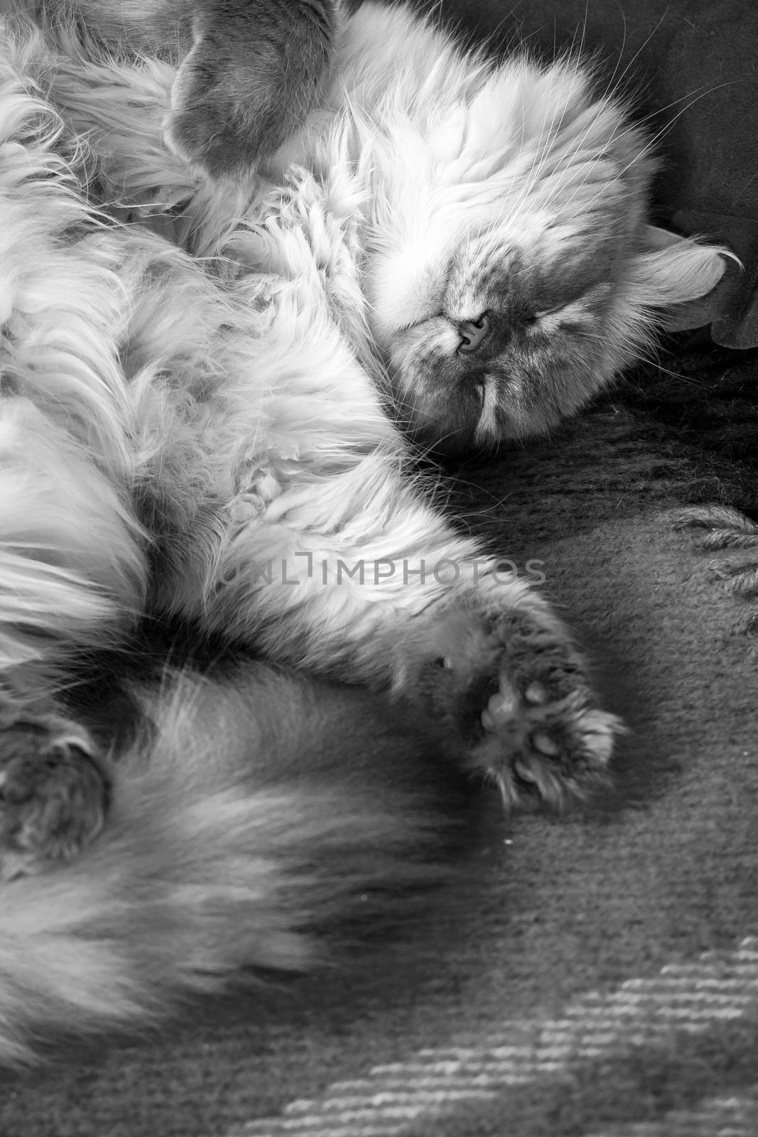 Domestic cat resting on rug vertical