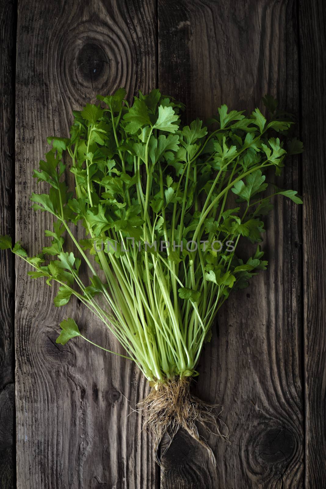 Green celery with roots on a wooden table vertical