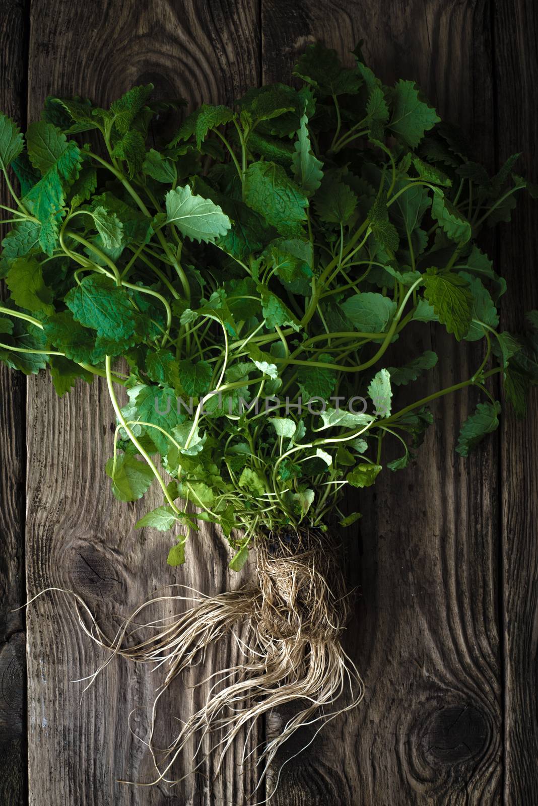 Green mint with roots on a wooden table vertical