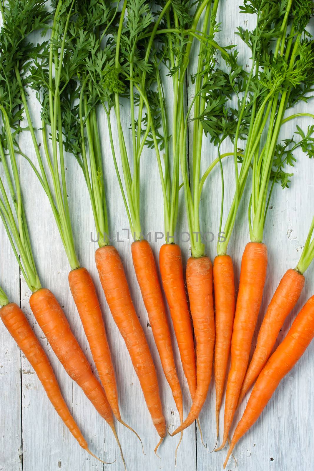 Carrots on the white background by Deniskarpenkov