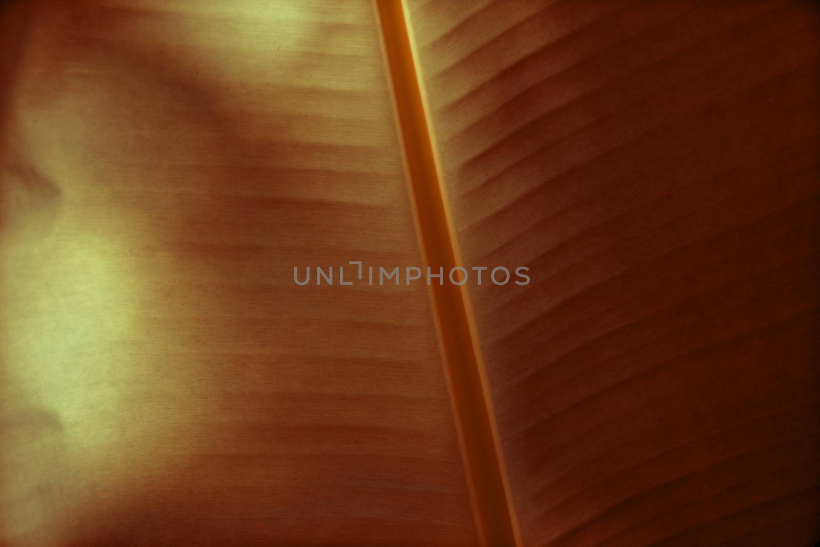 Red Banana Leaf in Thailand 3 by ahimaone