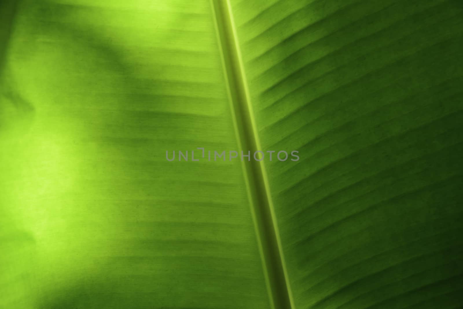 Banana Leaf in Thailand by ahimaone