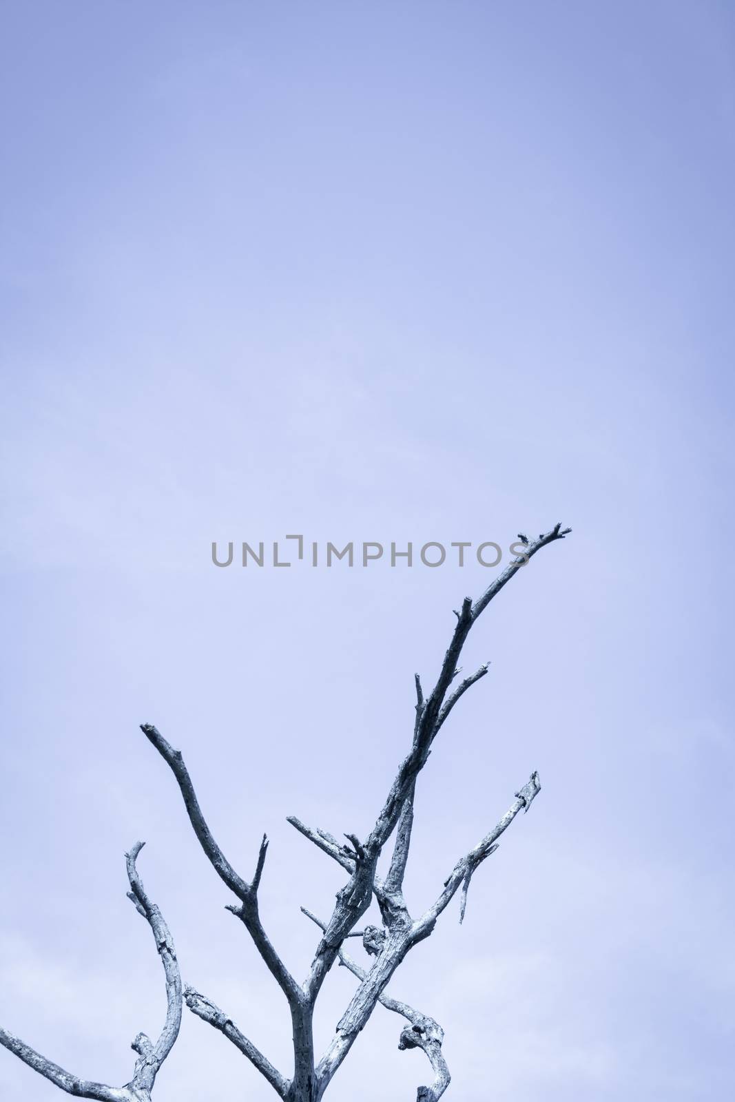 trees against a beautiful blue sky1