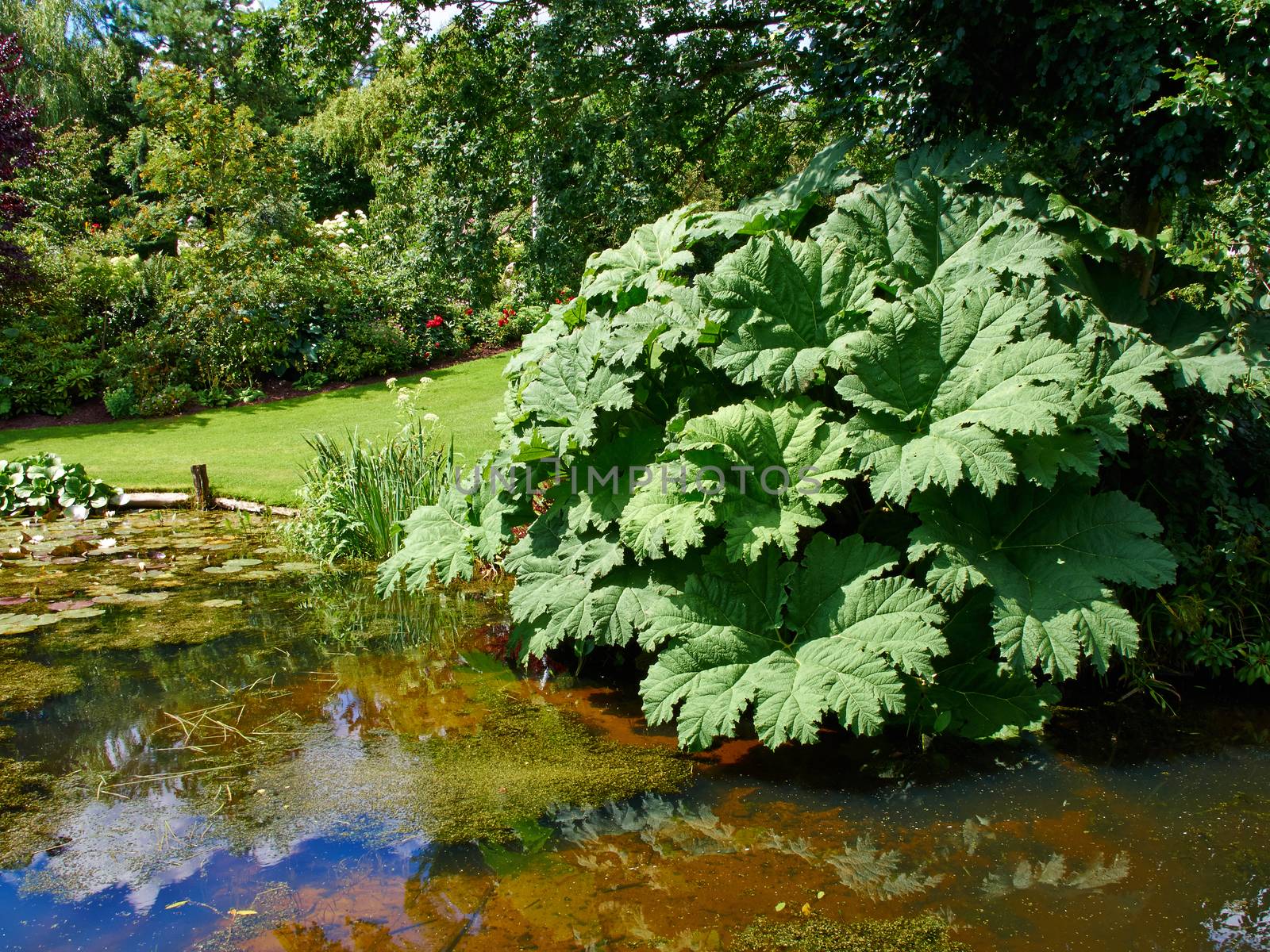 Beautiful classical design landscaped lush green blooming garden fish pond with water lily