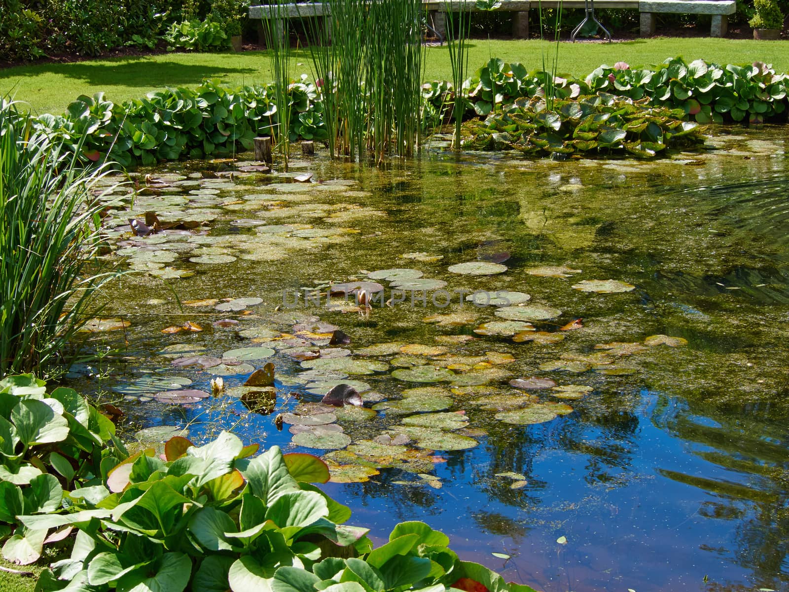 Beautiful classical design landscaped lush green blooming garden fish pond with water lily 