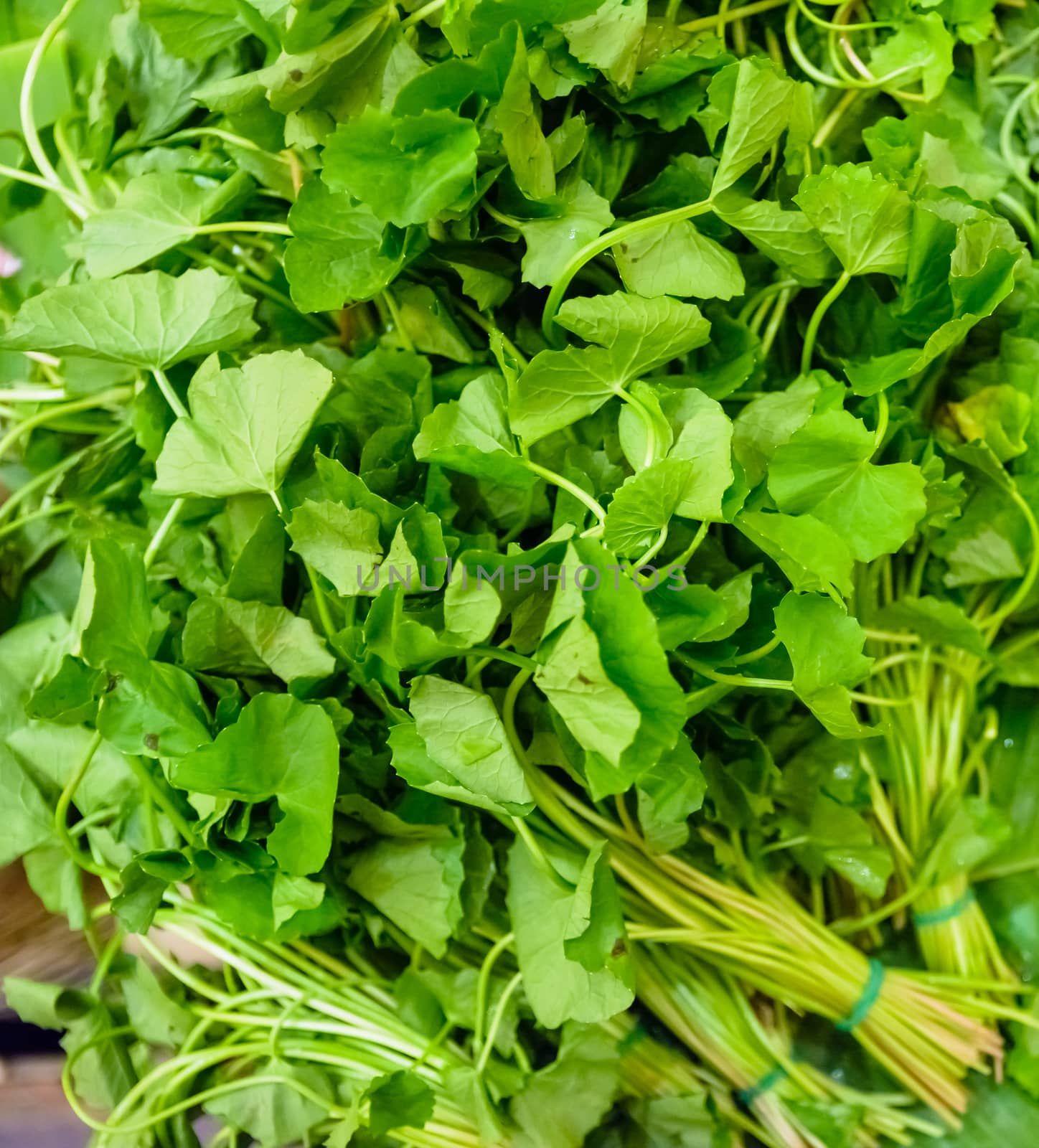 Gotu kola herb in market thailand