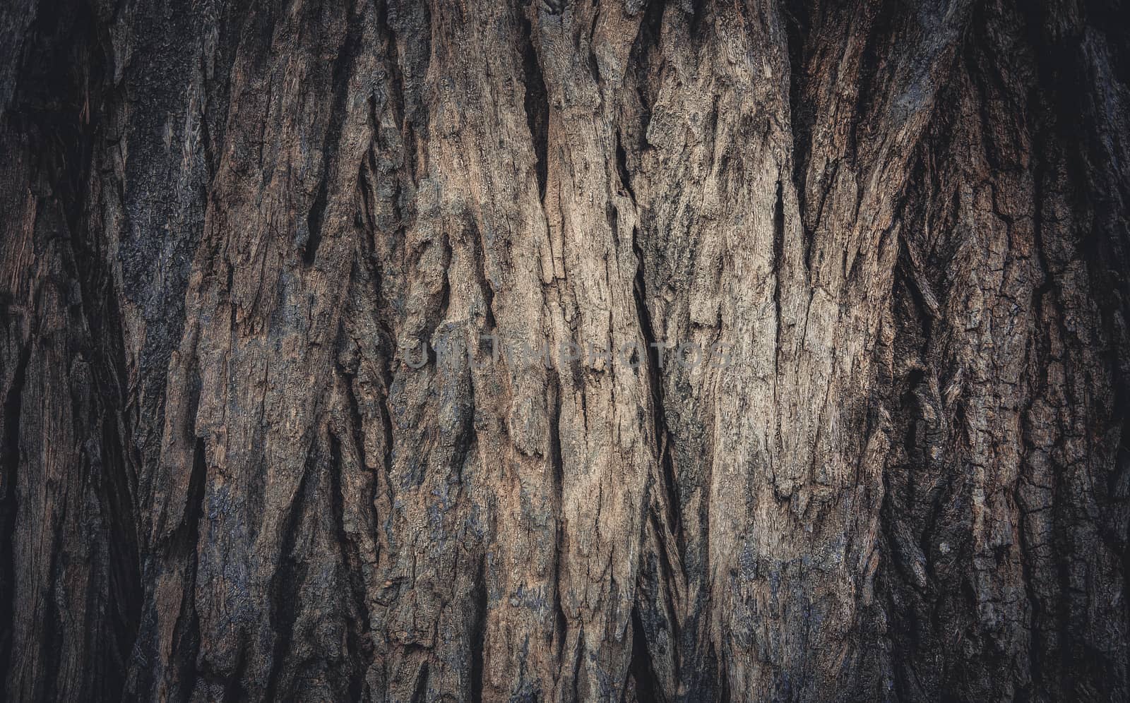 Bark of tree texture and background 3 by ahimaone