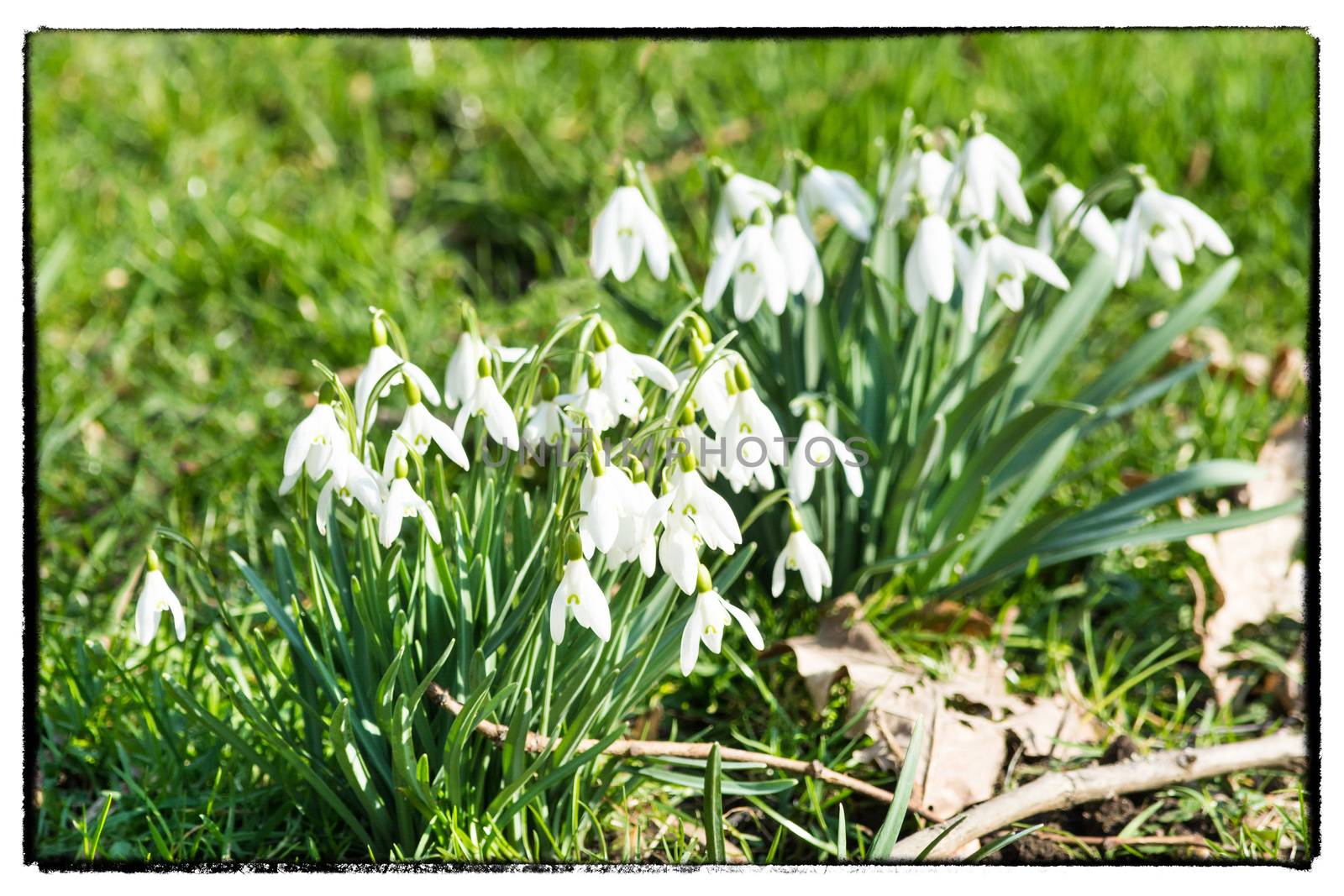 Old Postcard, snowdrops on blurred background with photo frame.