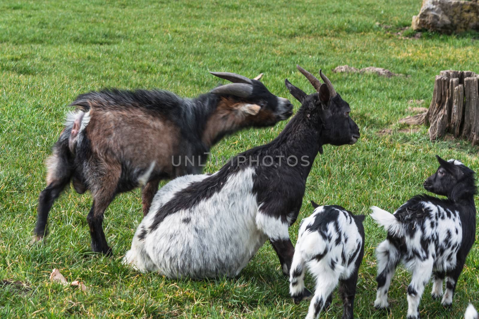 Goats that eat grass, goat on a pasture.