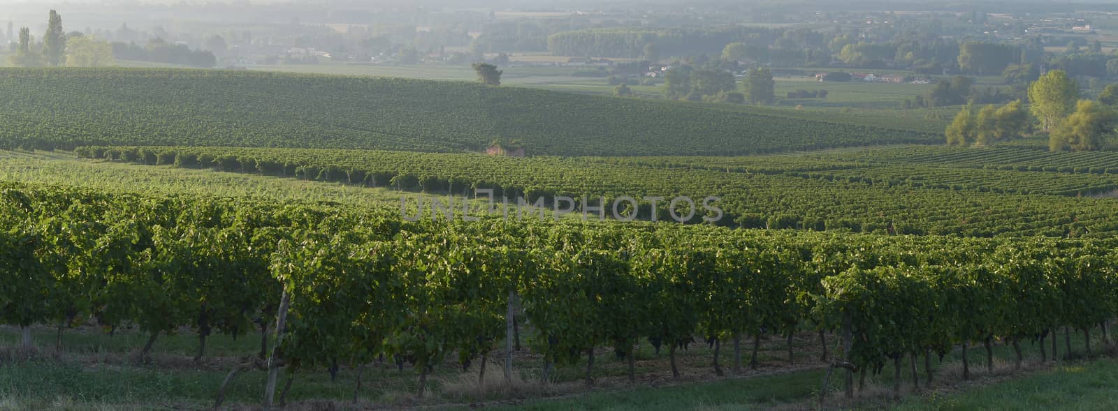 Vineyard Sunset Sunrise Bordeaux Vineyard France Europe