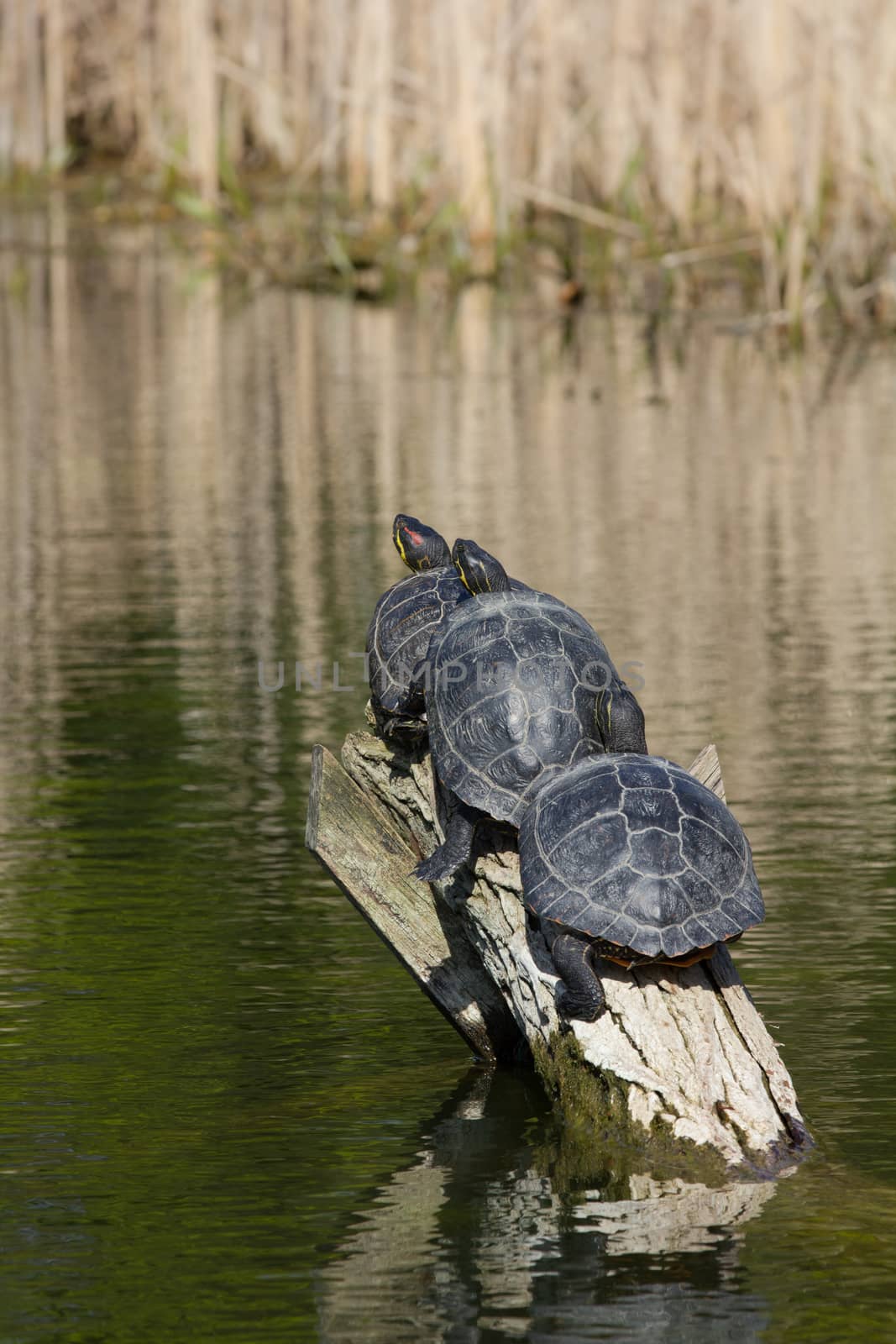 Turtle family