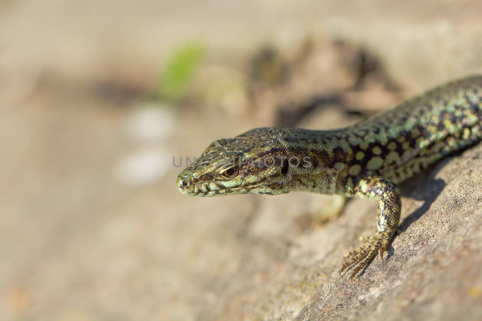 Lizard in closeup view