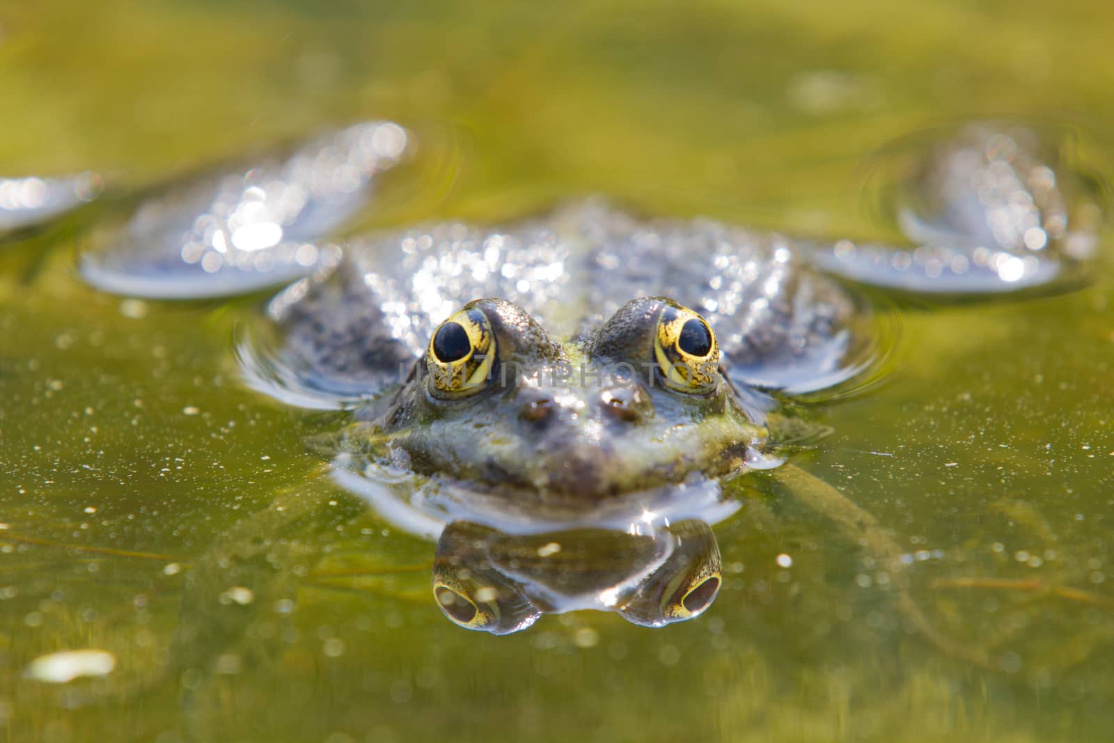 Detailed frog in pond with legs and shiny eyes