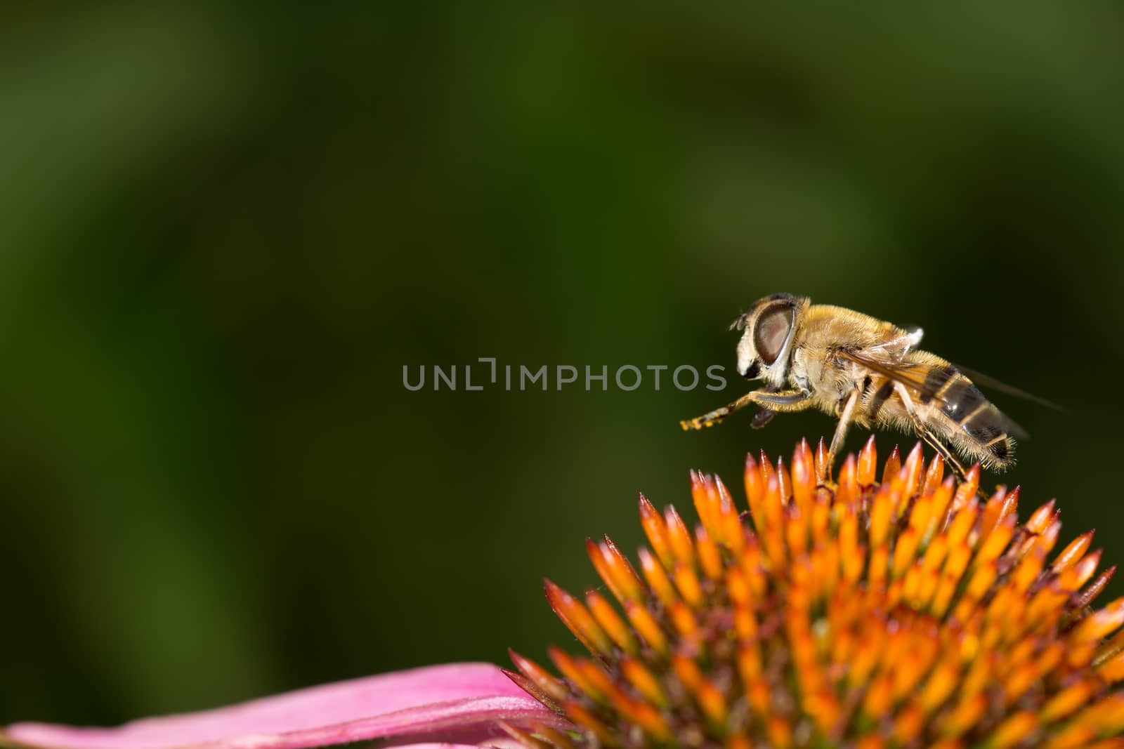 Bee on colorful flower legs up by abeckman2706