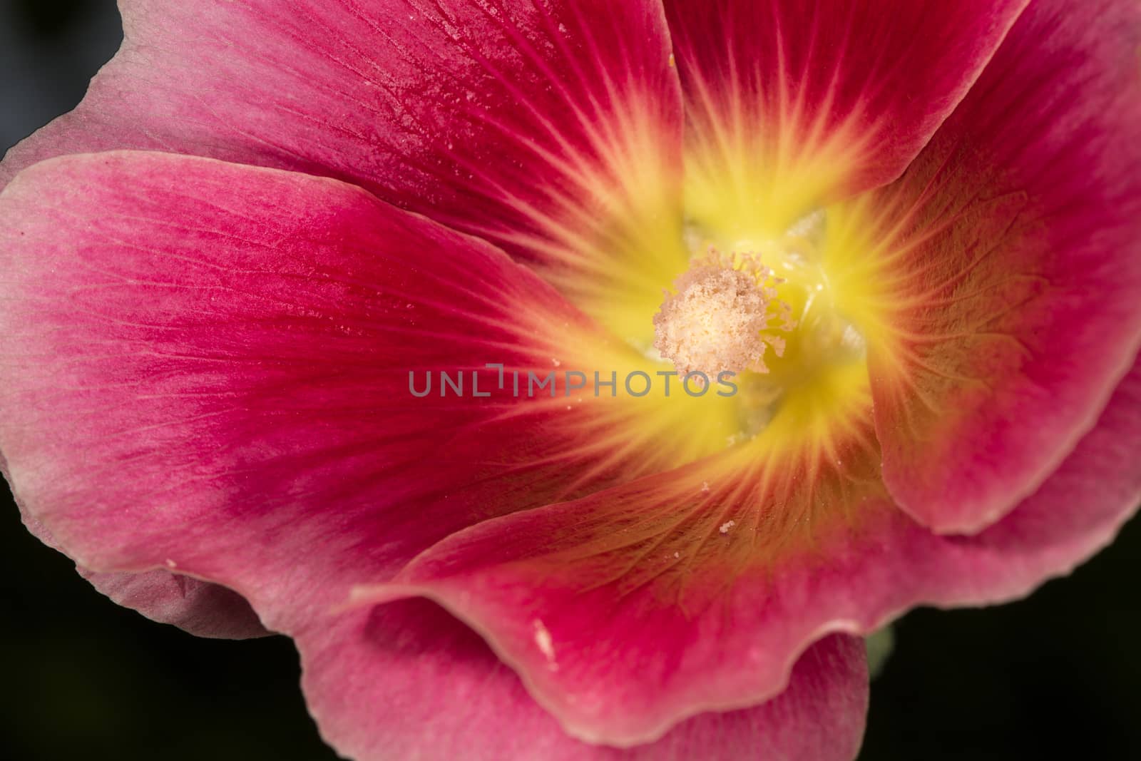 Colorful flower stamp in closeup macro view