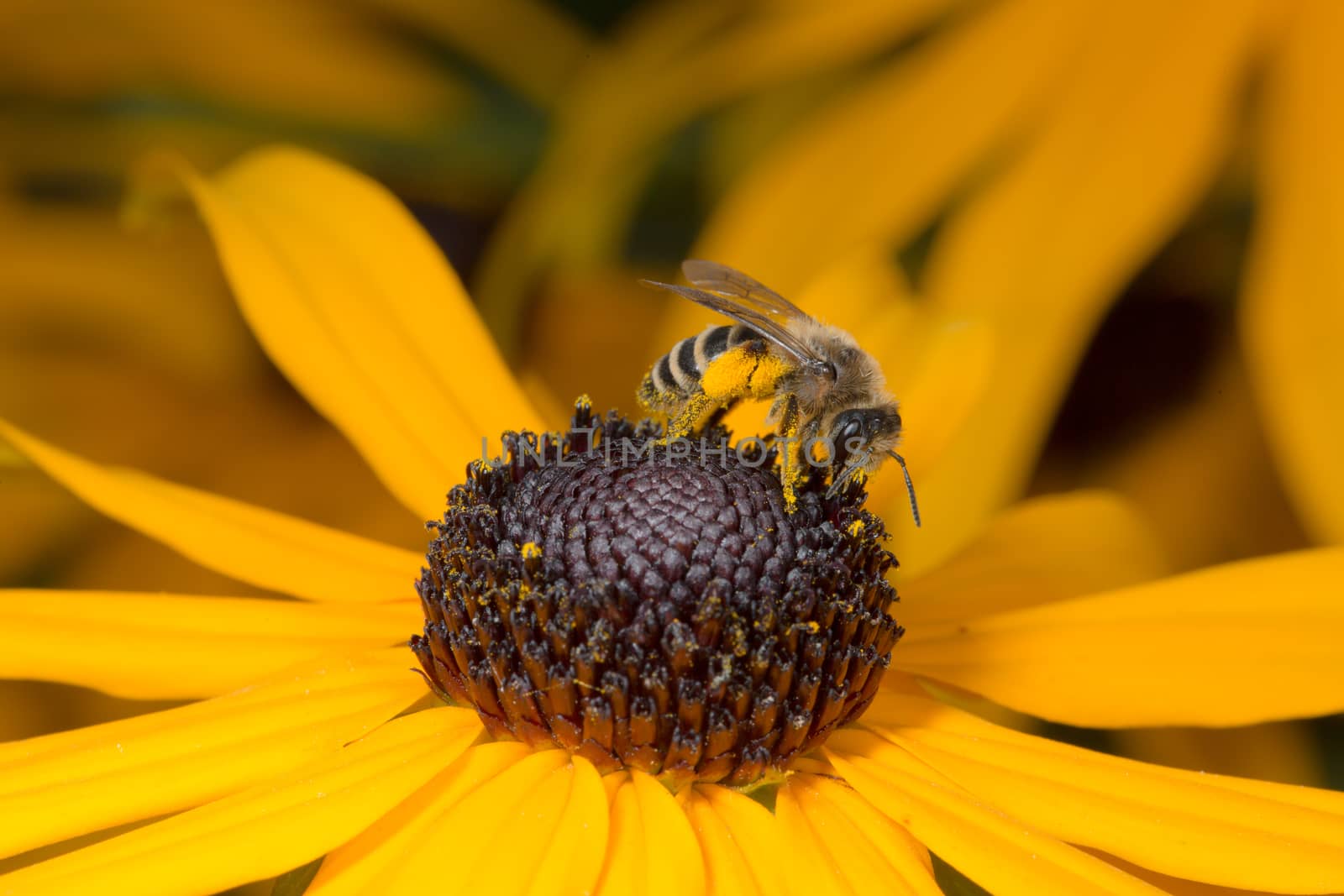 Bee sitting on yellow flower in macro view