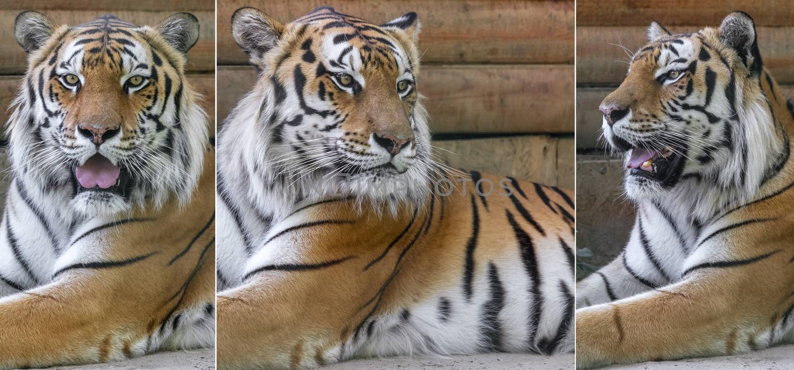 collage of three photos, animal Amur tigers