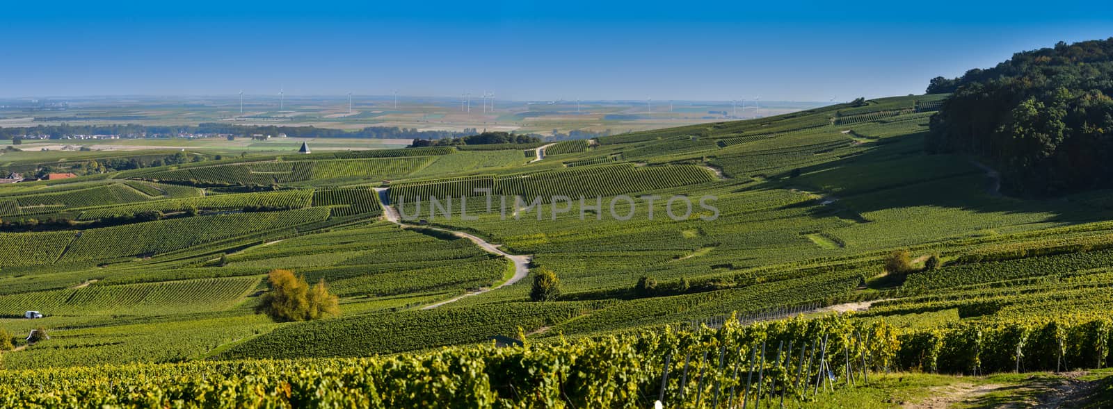 Champagne vineyards in Marne department, Champagne-Ardennes, France, Europe