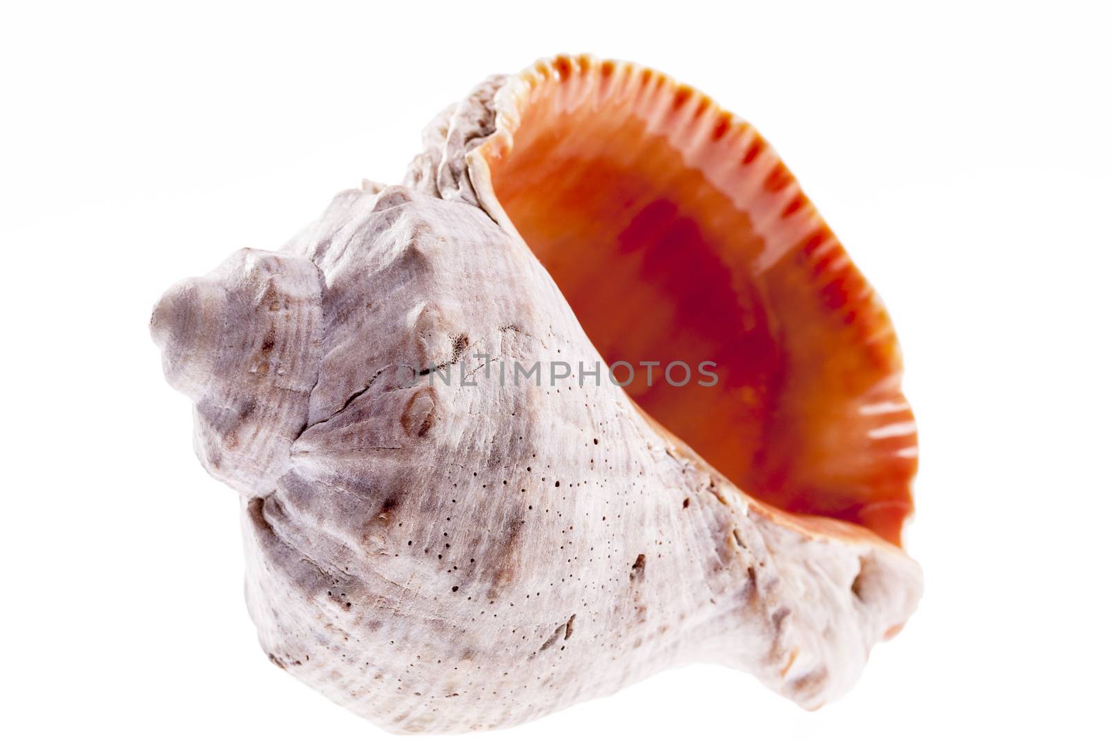 Single sea shell of marine snail isolated on white background  by mychadre77