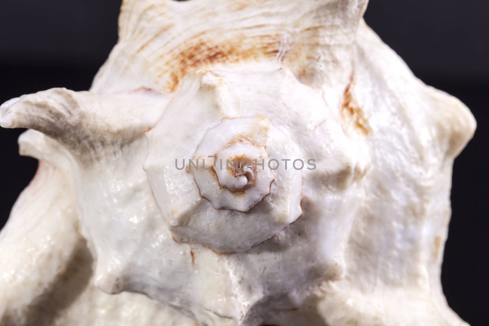Single sea shell of marine snail on white background , close up .