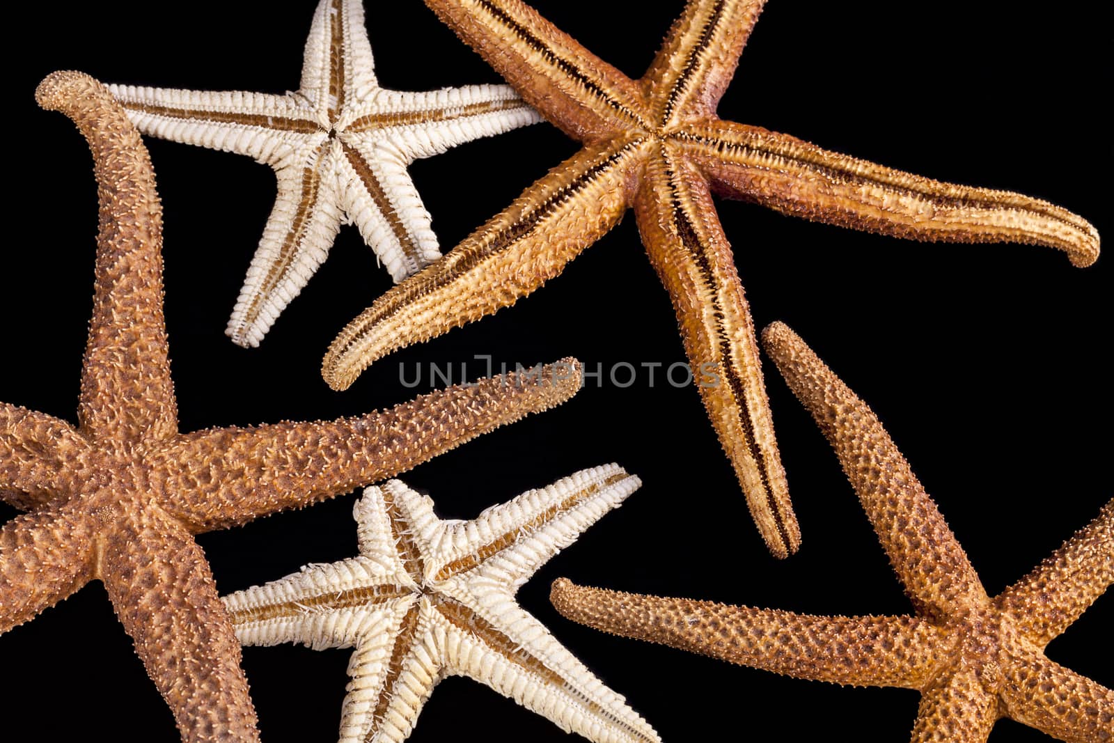 Composition of seastars isolated on black background  by mychadre77