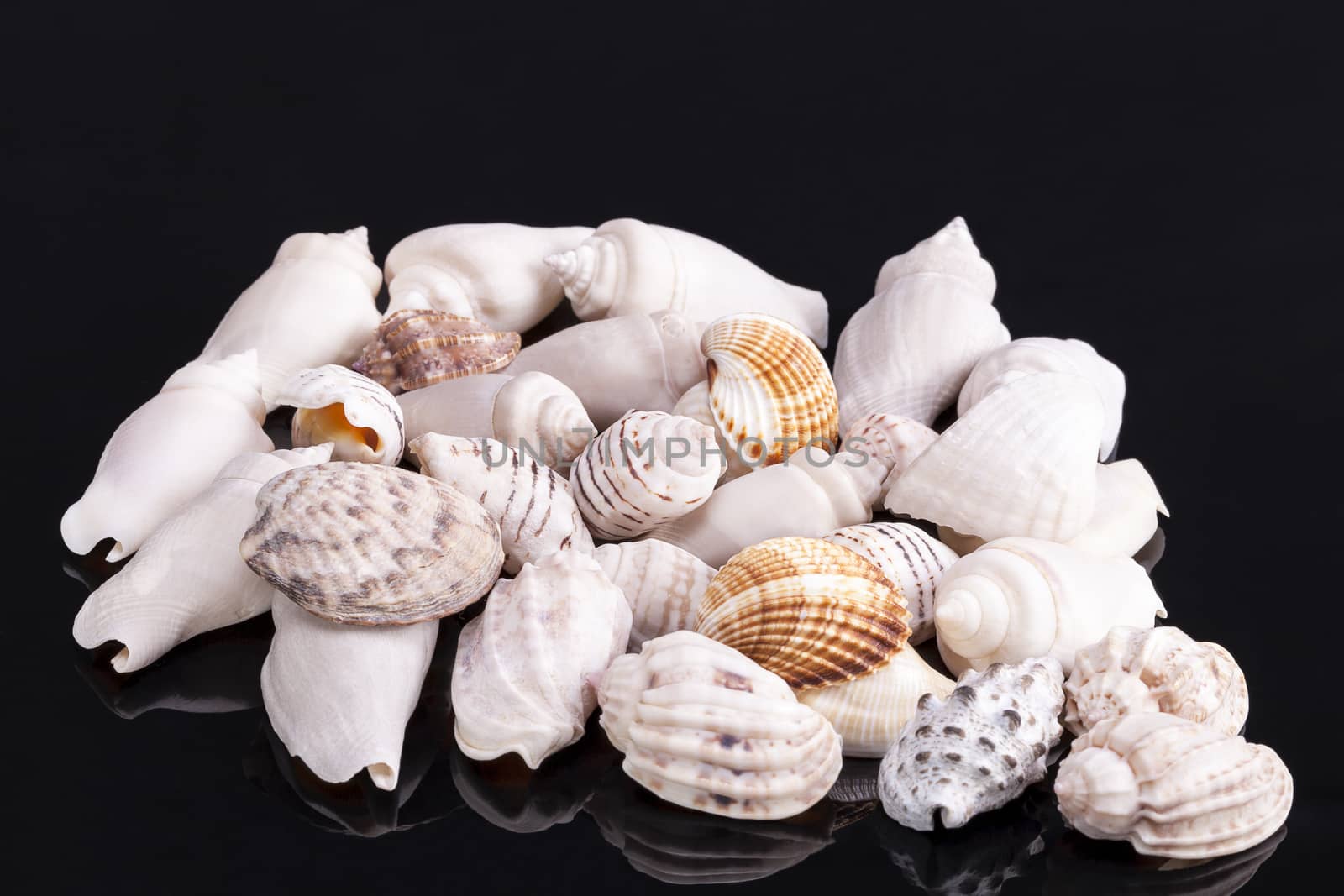 Heap of different kind of small sea shells isolated on black background .