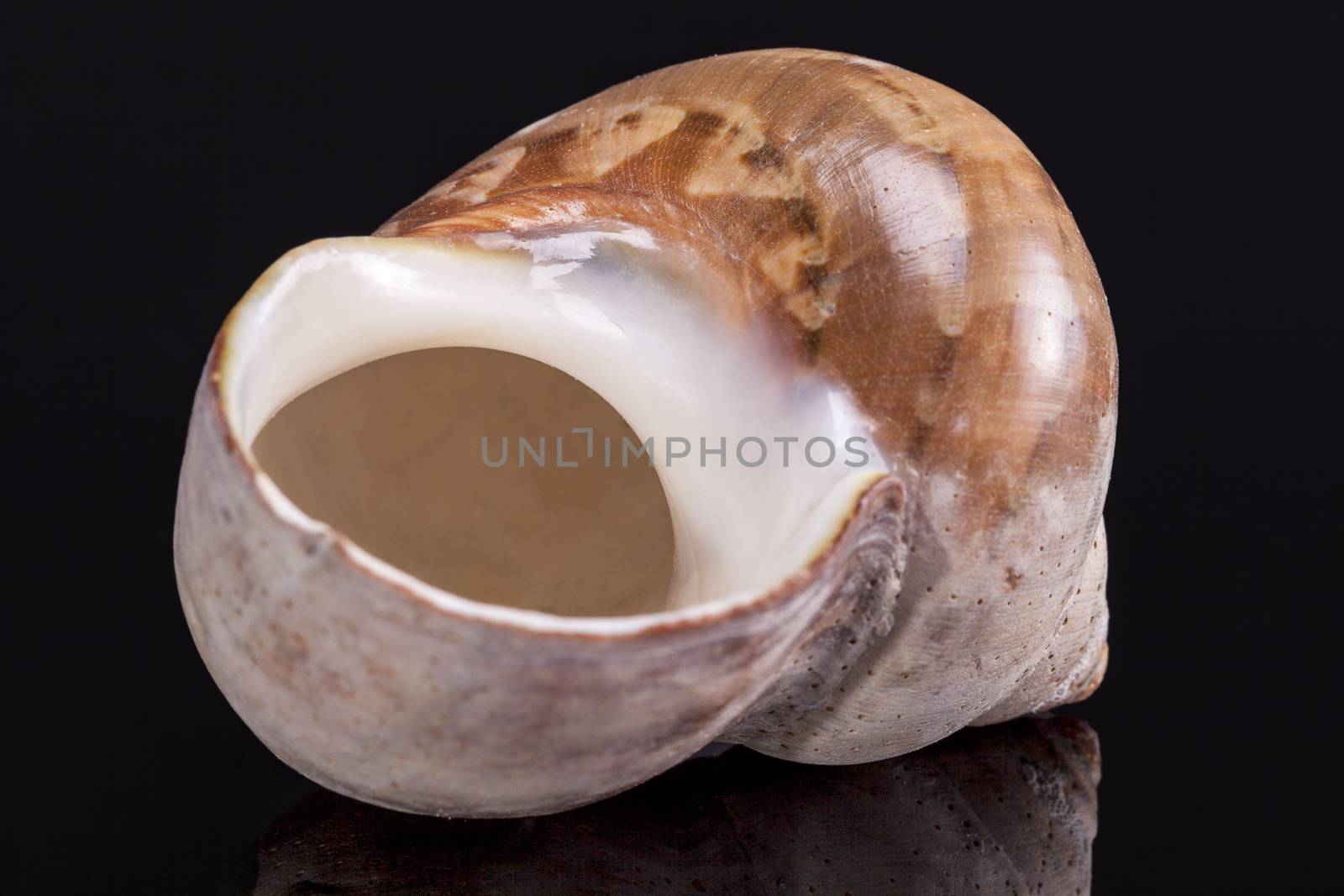 Single sea shell of marine snail isolated on black  background .