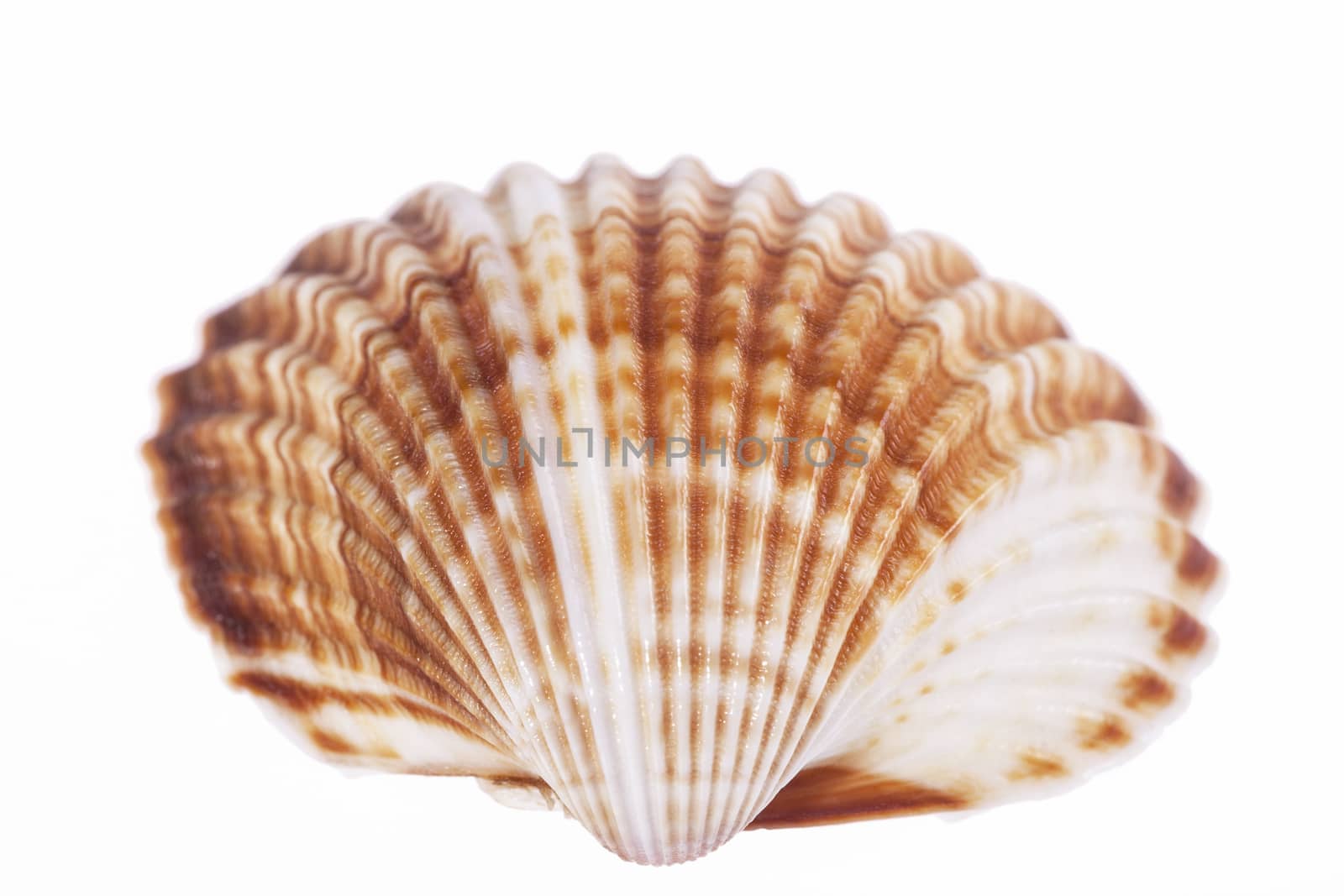 single sea shell of  mollusk isolated on white background by mychadre77