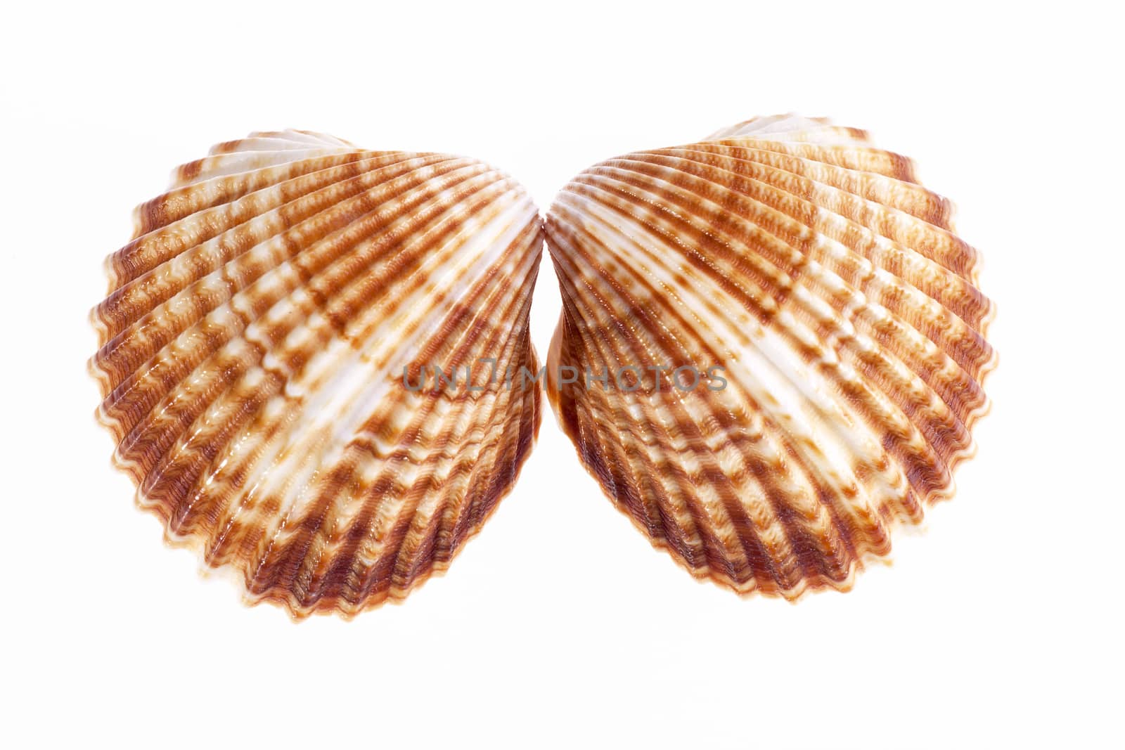 Two sea shells isolated on white background .
