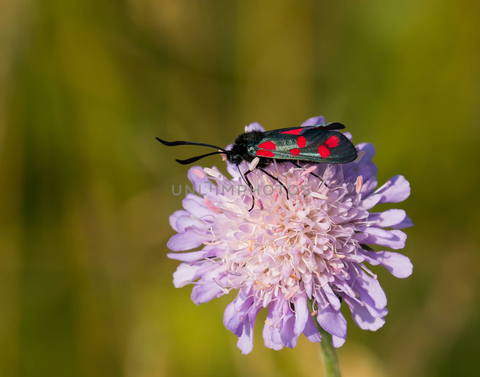 Six-spot Burnet Moth on Field Scabious wild flower during July on South Downs, Sussex, England