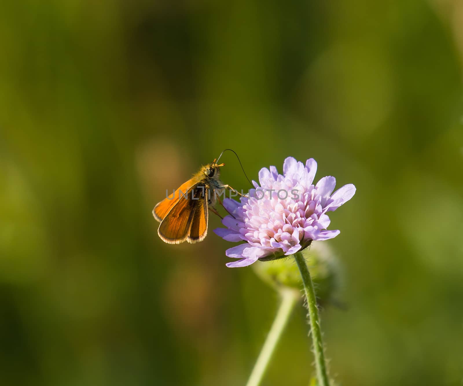 Small Skipper butterfly on Field Scabious wild flower