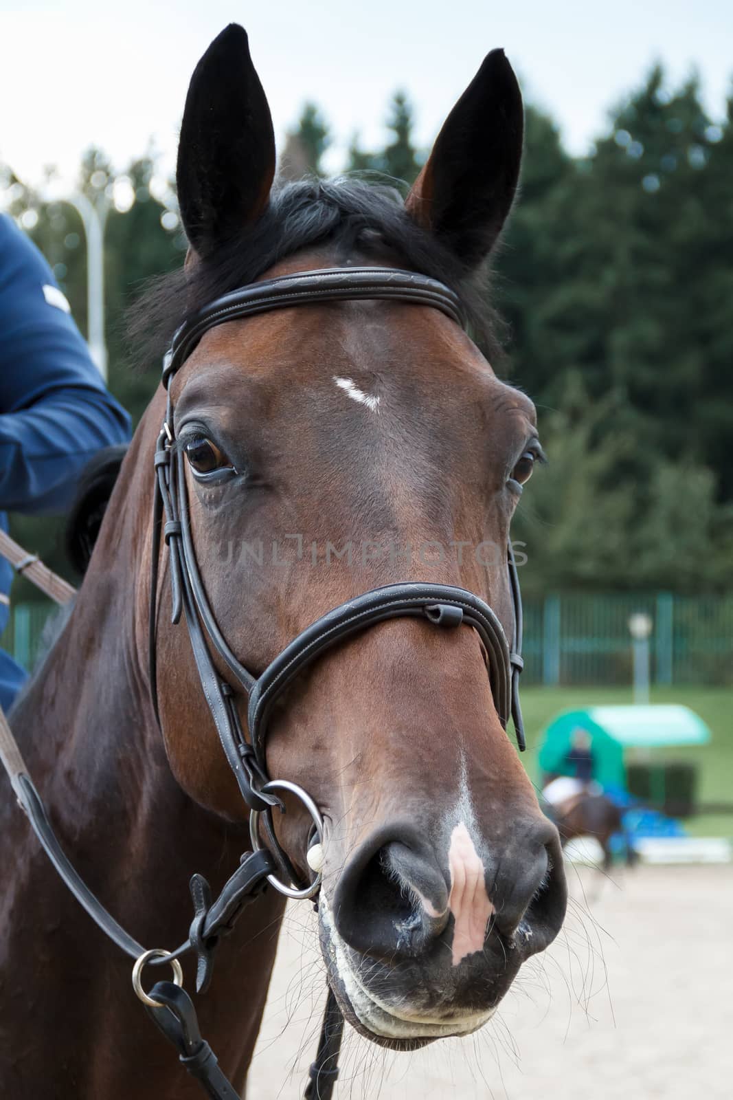 brown horse in harness on the training field