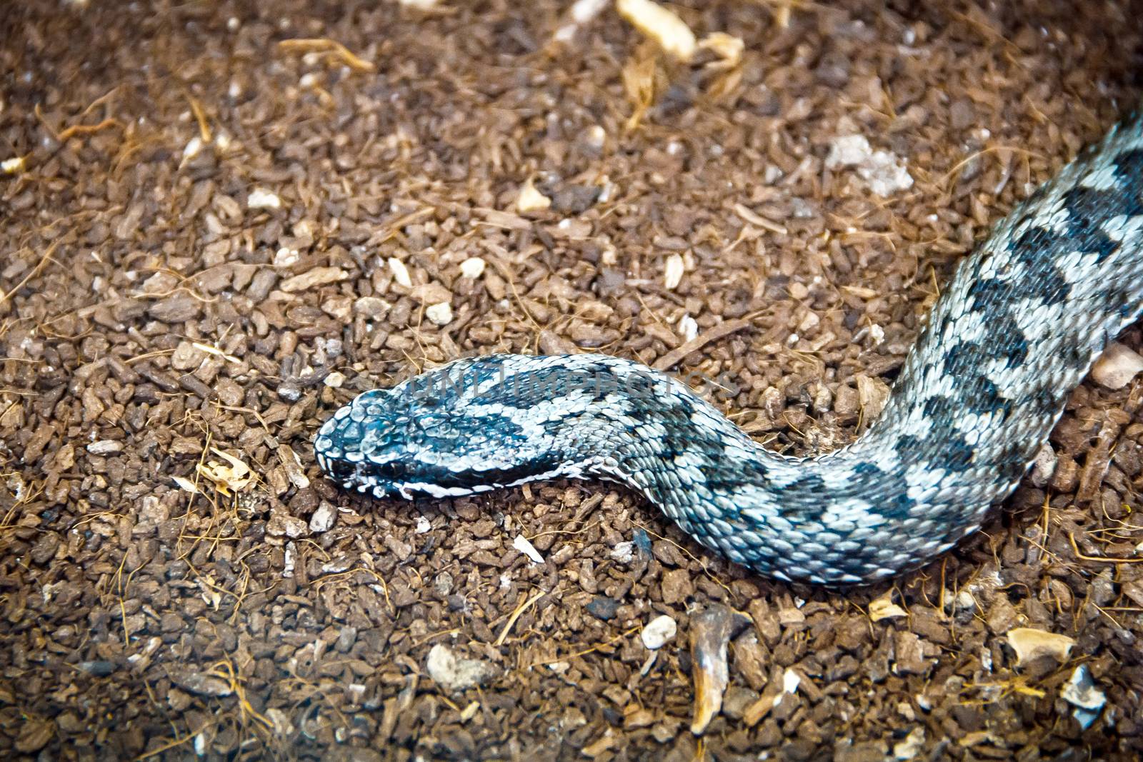 Poisonous blue reptile hunting on the ground