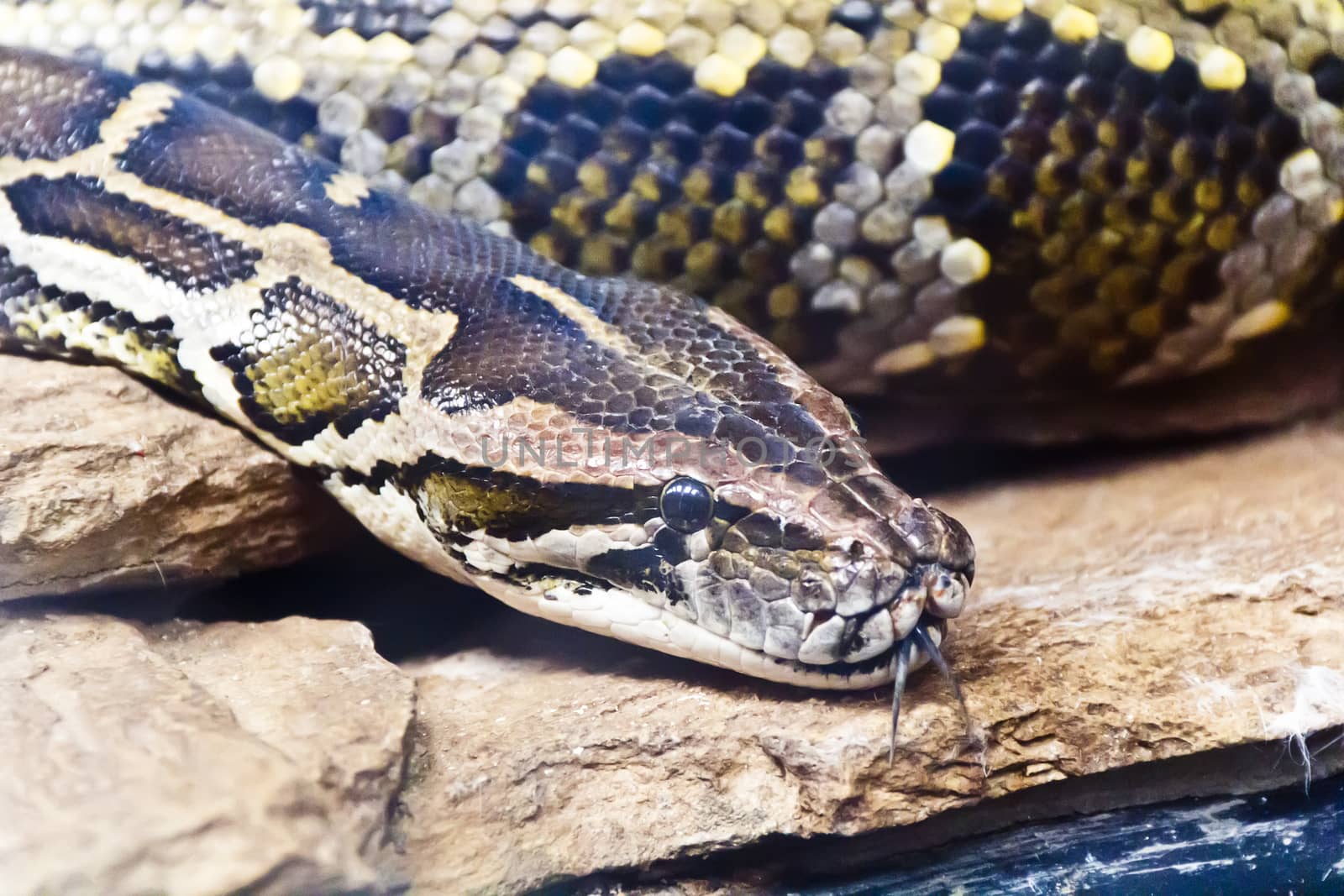 Photo of python head with put out tongue