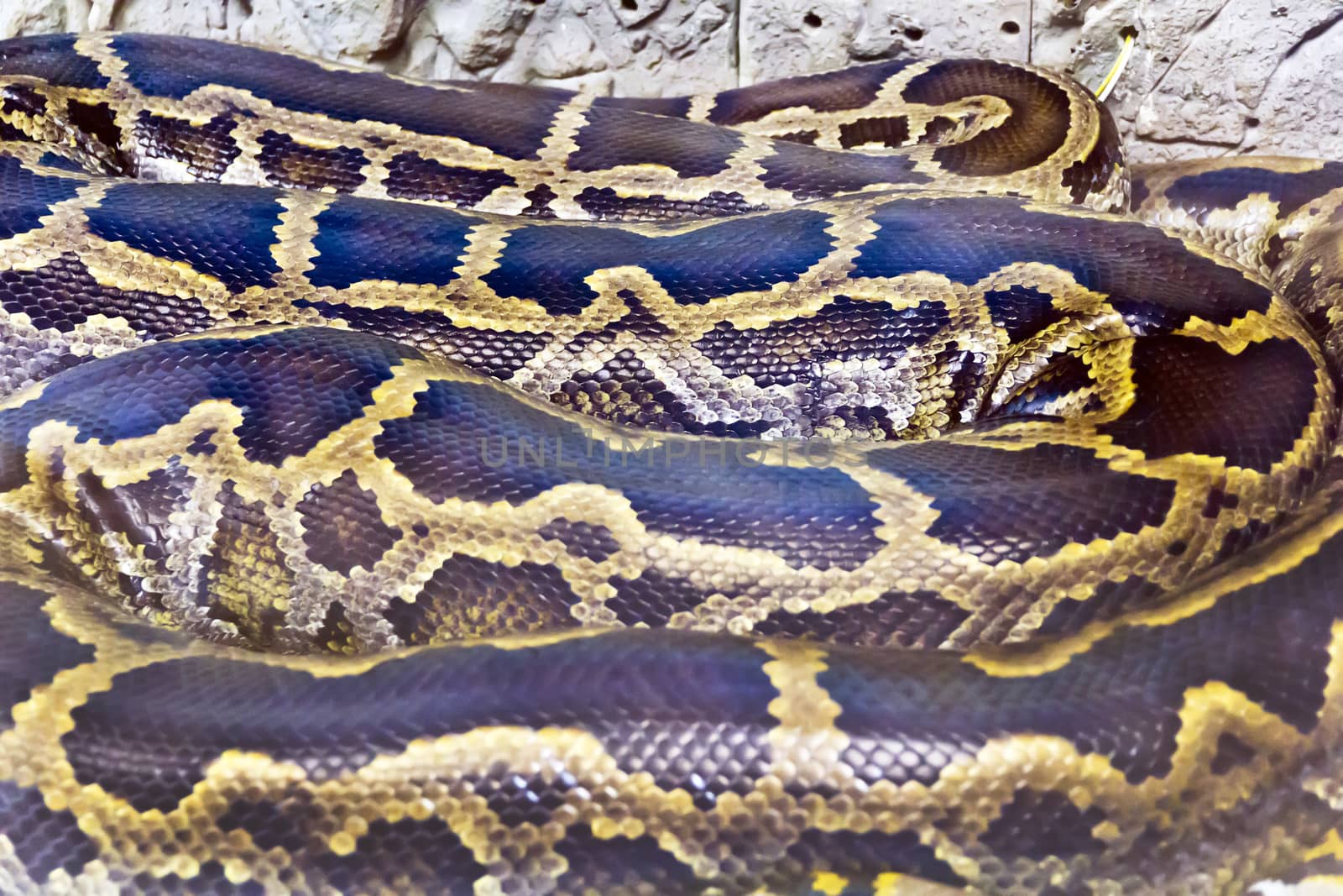 Photo of real boa snake python skin texture close up