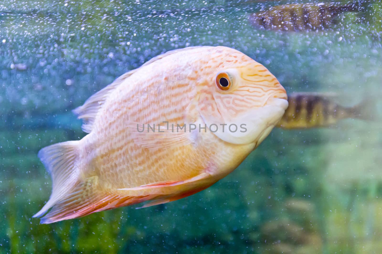 Photo of fish cichlasoma severum red pearl in aquarium