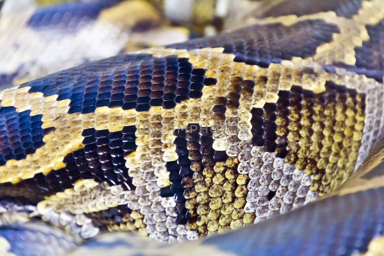 Photo of real boa snake python skin texture close up