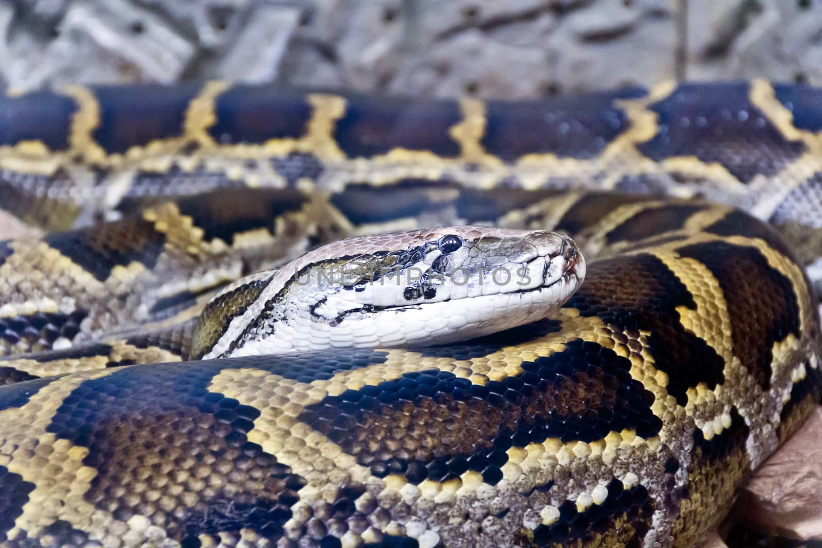 Photo of reticulated python head close up