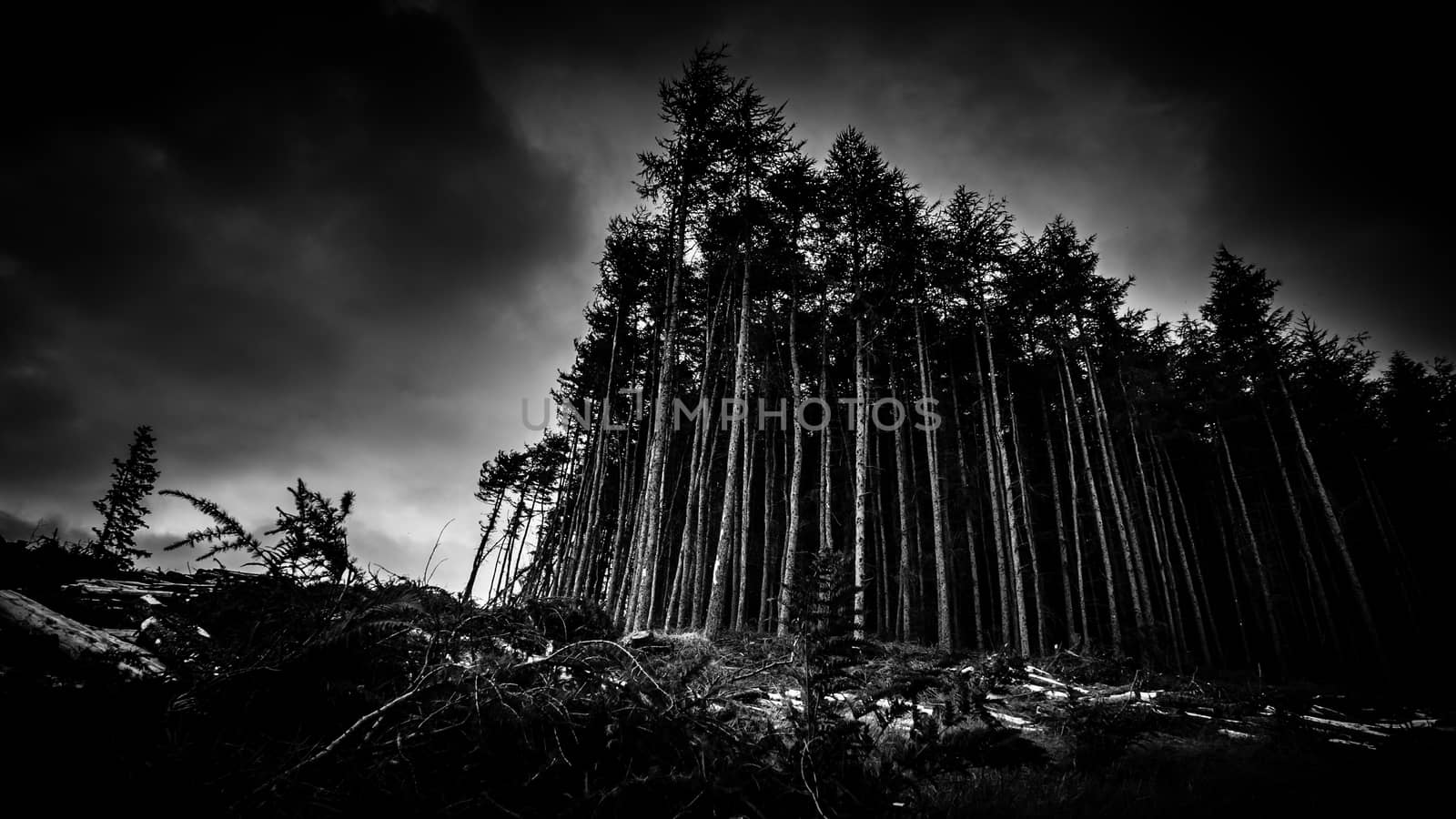 Black And Image Of A Scary Looking Forest At Dusk