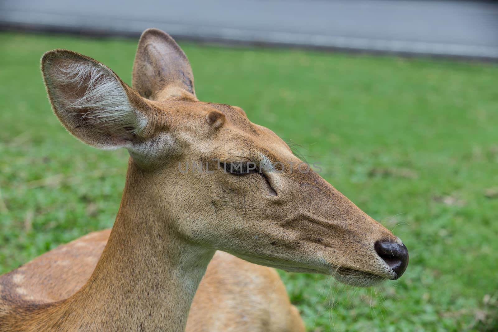 closed up on the head of antelope deer with green grass in the background