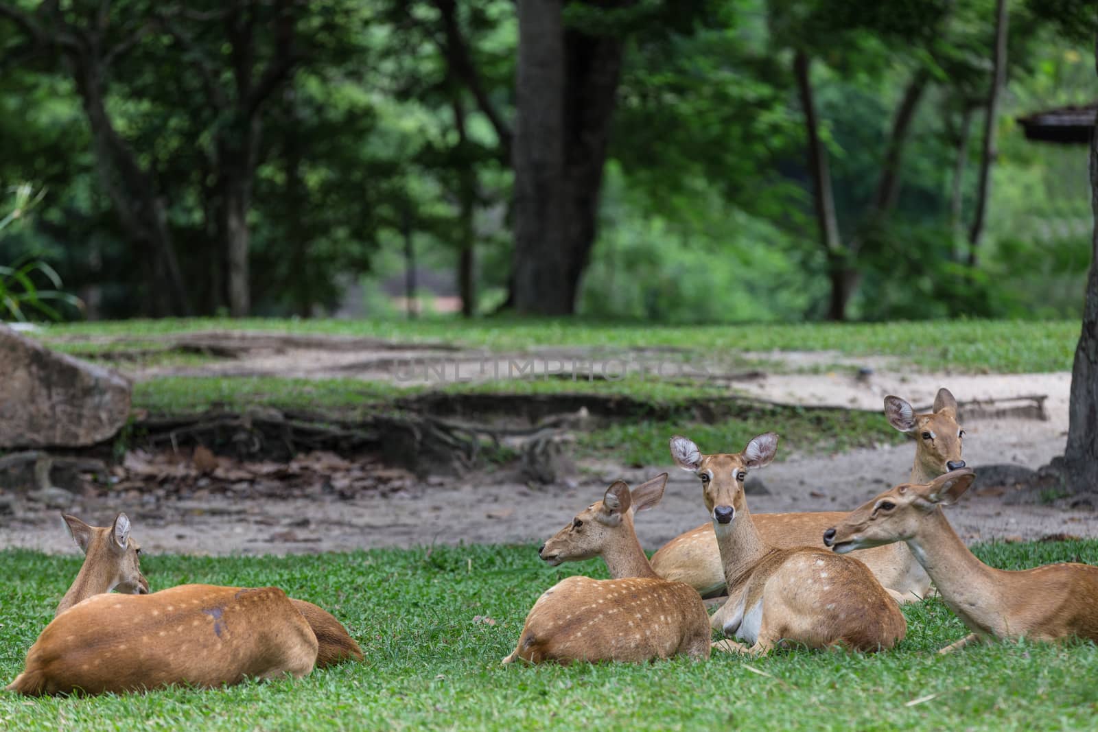 group of antelope deer sitting on the grass by aotweerawit