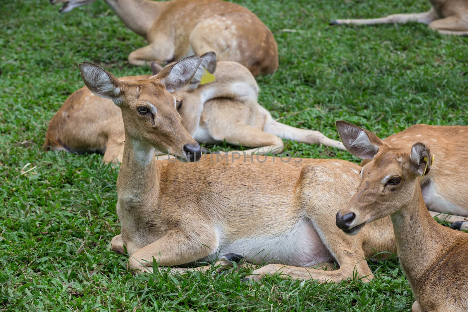 group of antelope deer sitting on the grass with green  background