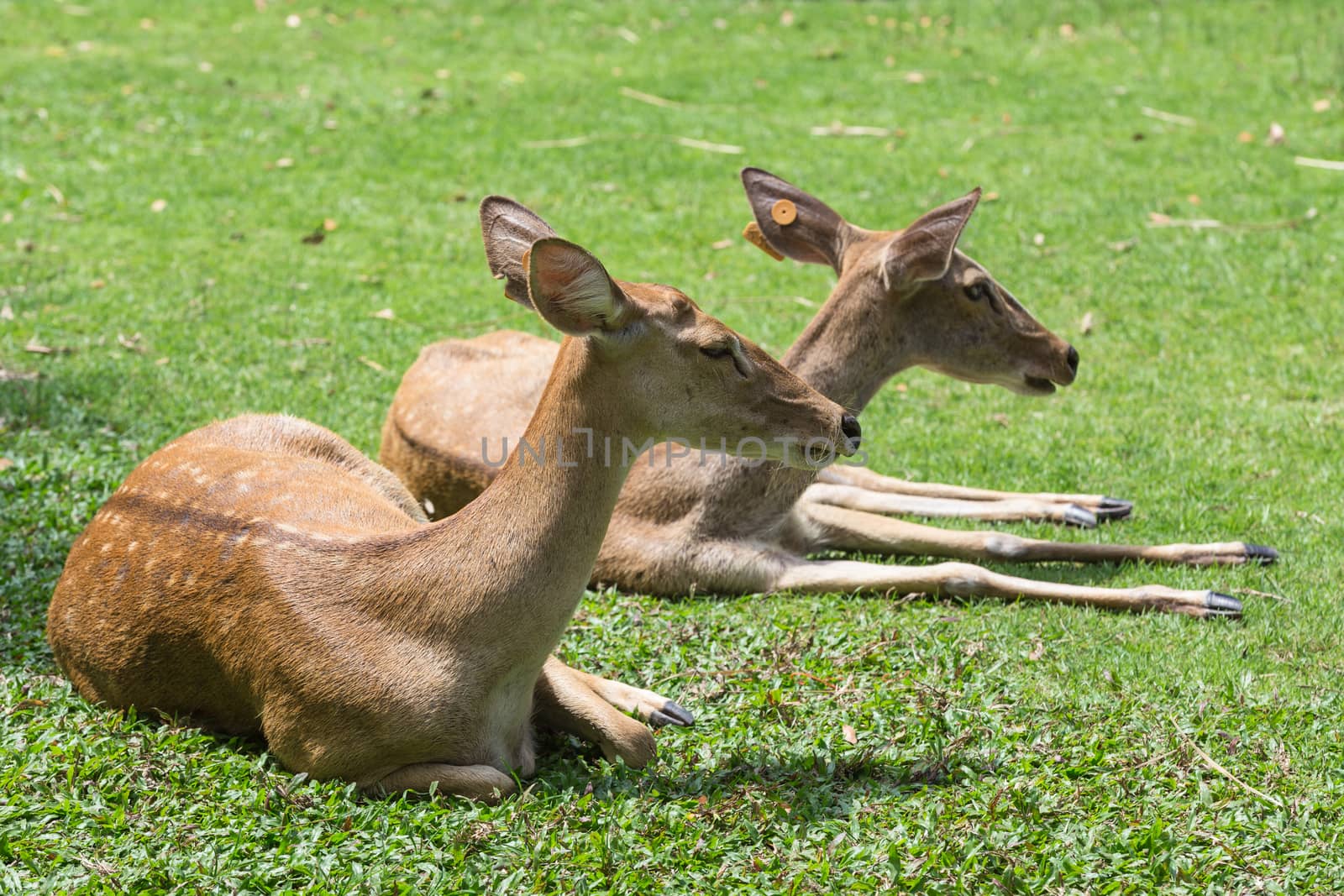 group of antelope deer sitting on the grass with green  background with sun light