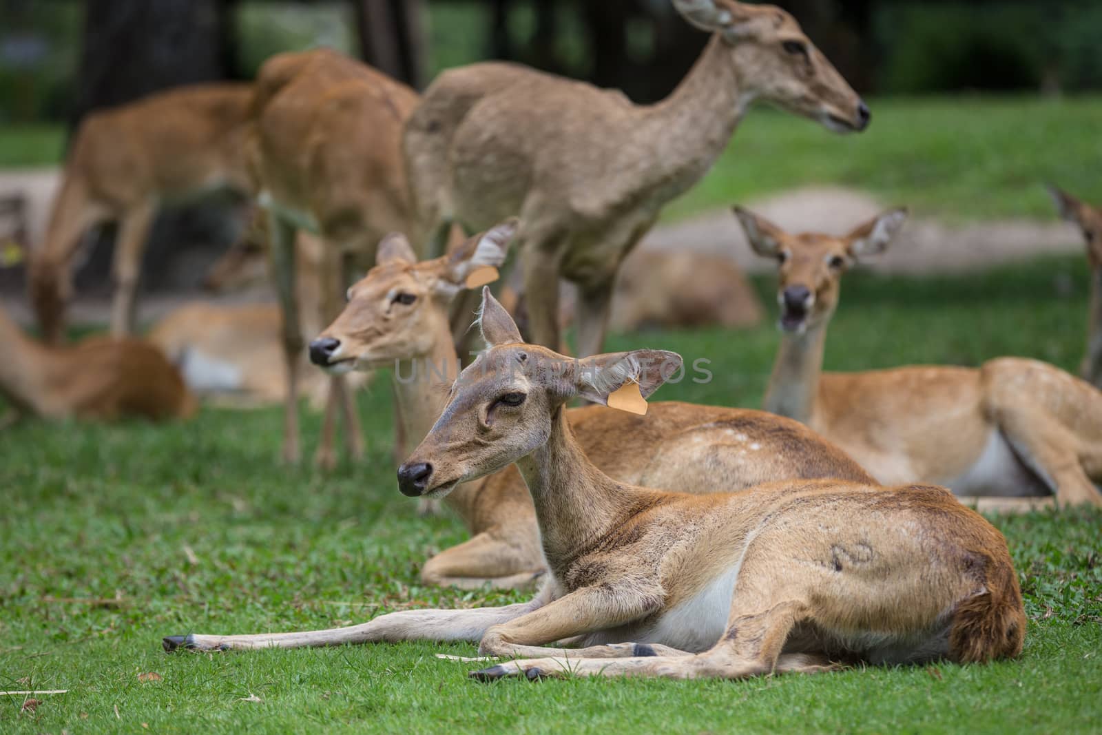group of antelope deer sitting on the grass by aotweerawit