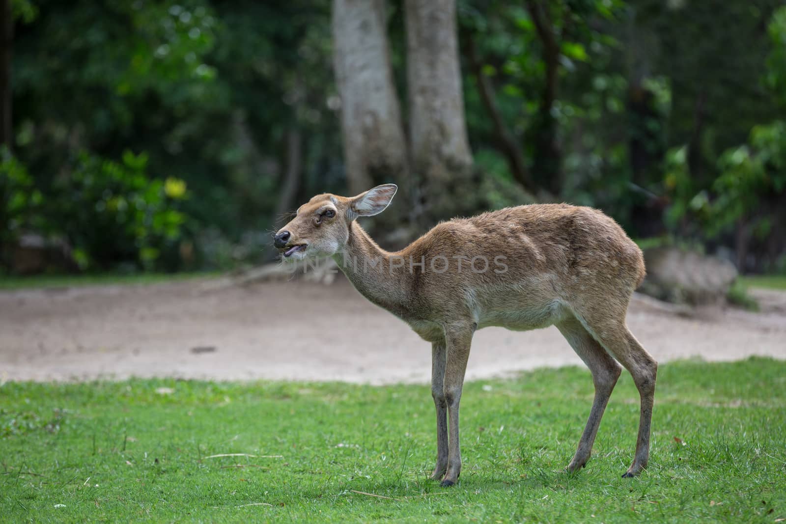 antelope deer eating on the grass with green forest in the background