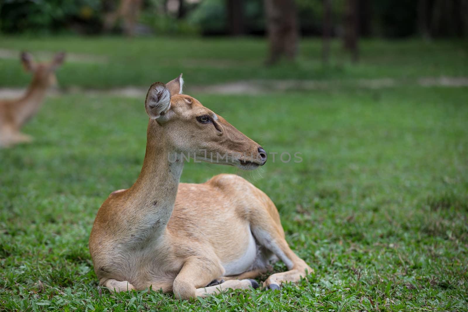 antelope deer sitting on the grass by aotweerawit