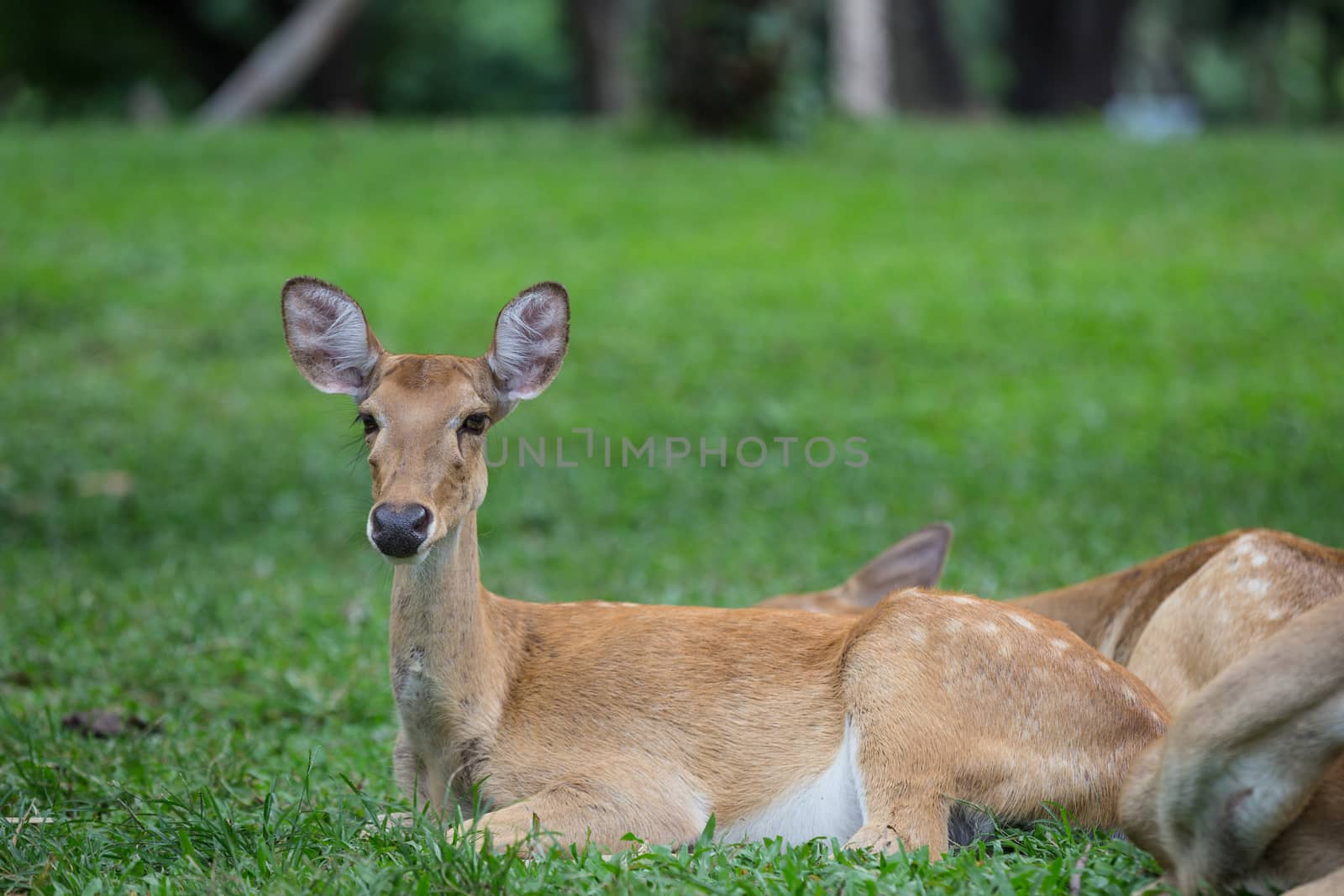antelope deer sitting on the grass with green forest in the background