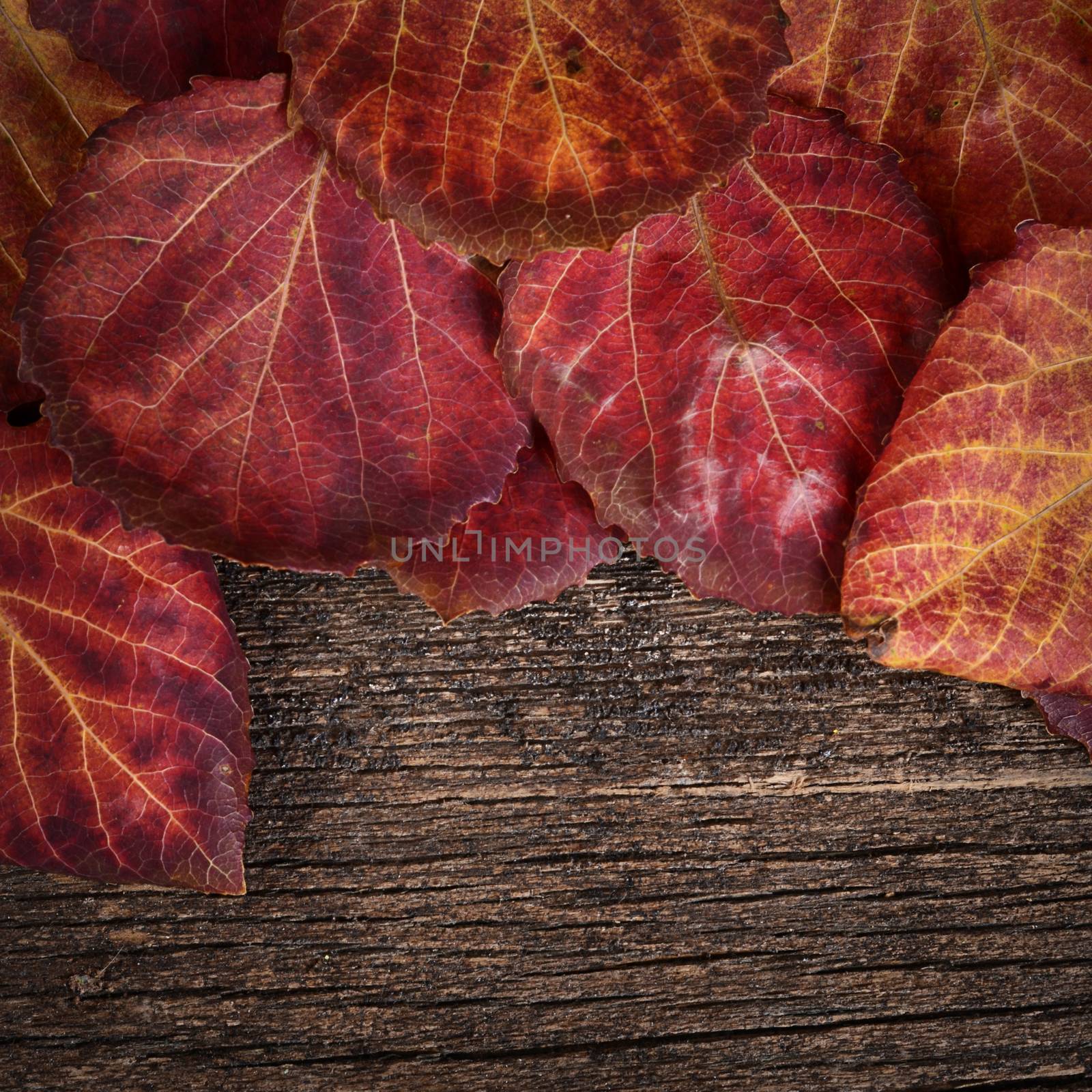 The autumn leaves on a wooden background